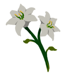 Lily