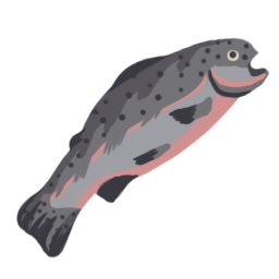 Raw trout